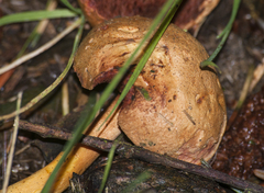 Chalciporus