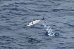 Thunnus