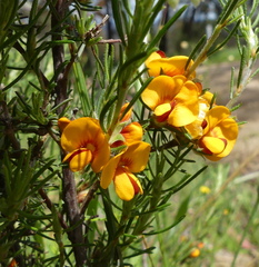 Pultenaea laxiflora