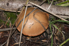 Chalciporus