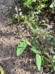 Desmodium psilophyllum