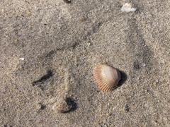 Lunarca ovalis