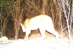 Puma concolor couguar