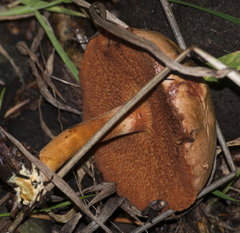 Chalciporus
