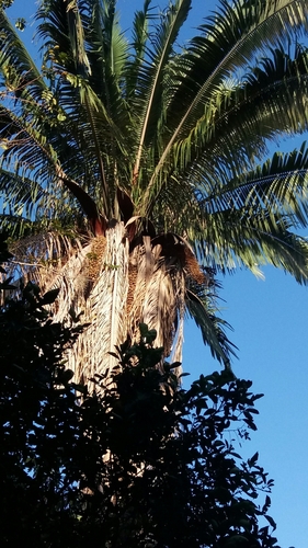 Attalea oleifera