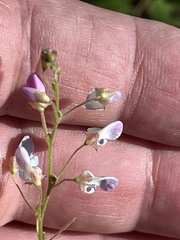 Desmodium psilophyllum