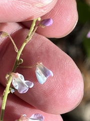 Desmodium psilophyllum