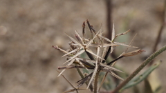 Palafoxia arida arida