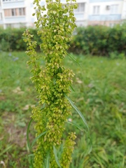 Rumex pseudonatronatus