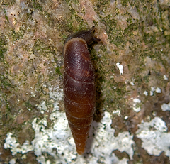 Cochlodina