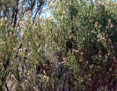 Baccharis sergiloides