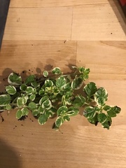 Lysimachia nummularia