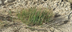 Aristida adscensionis