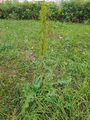 Rumex pseudonatronatus