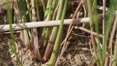 Aristida adscensionis
