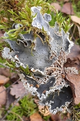Peltigera rufescens