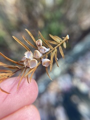 Taxodiomyia cupressi