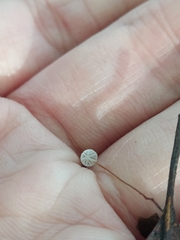 Rhizomarasmius setosus