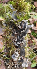 Peltigera rufescens