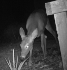 Odocoileus virginianus
