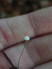 Rhizomarasmius setosus