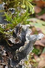 Peltigera rufescens