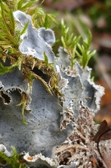 Peltigera rufescens