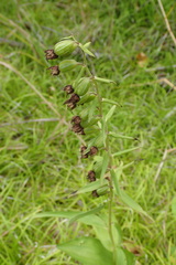 Epipactis papillosa