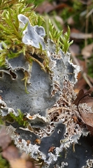 Peltigera rufescens