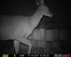 Odocoileus virginianus