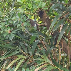 Pterorhinus chinensis