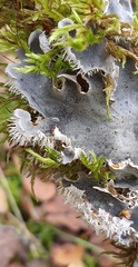 Peltigera rufescens