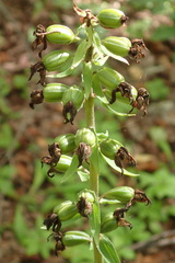 Epipactis papillosa