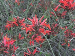 Justicia californica
