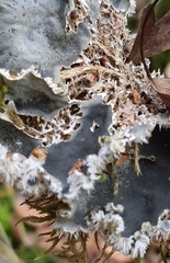 Peltigera rufescens