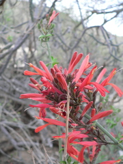 Justicia californica
