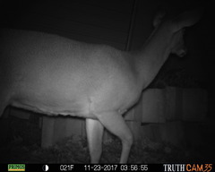 Odocoileus virginianus