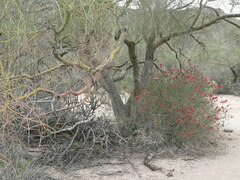 Justicia californica