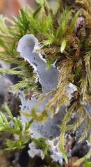 Peltigera rufescens