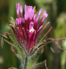 Castilleja exserta exserta
