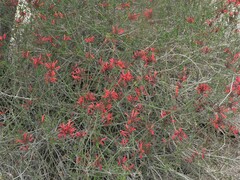 Justicia californica