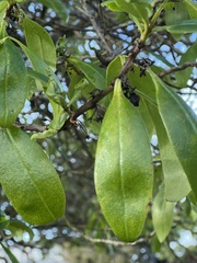 Myoporum