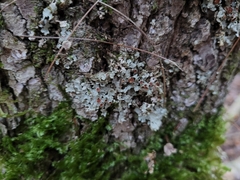 Ricasolia quercizans