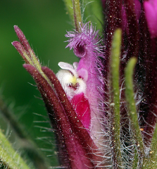 Castilleja exserta exserta