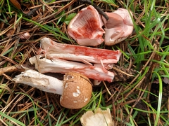Agaricus langei