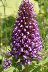 Galearis camtschatica