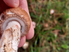 Agaricus langei