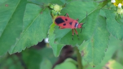 Pyrrhopeplus carduelis