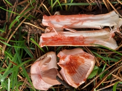 Agaricus langei