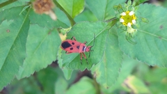 Pyrrhopeplus carduelis